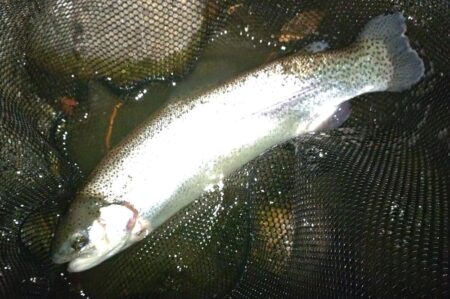 大物を５匹キャッチ！ ～天竜川ルアーフライテンカラ専用区～